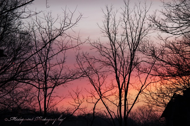 Dawn's silhouettes 2