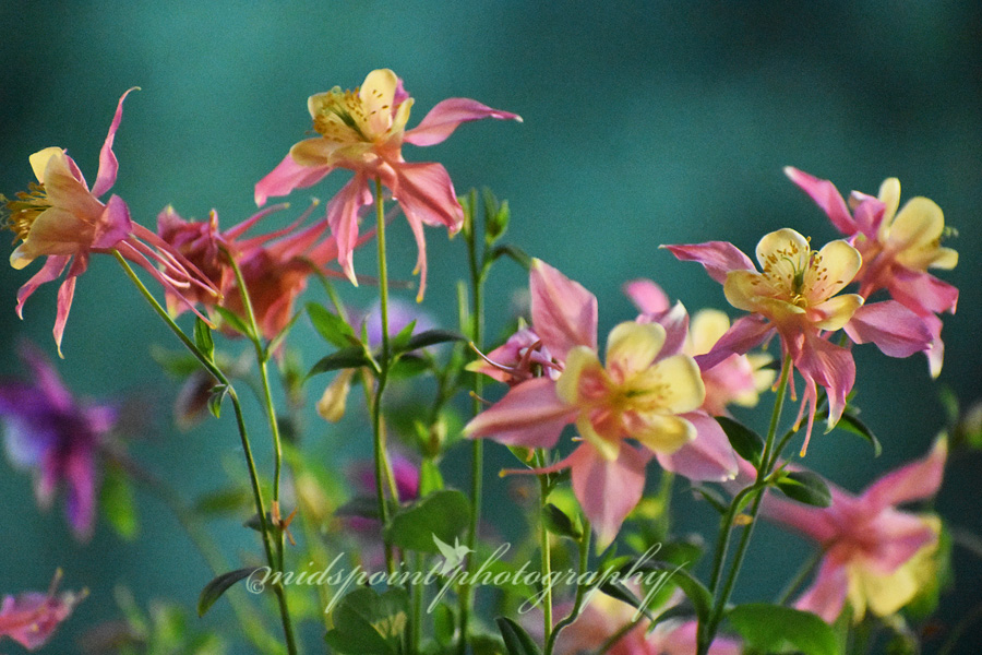 WP Columbines