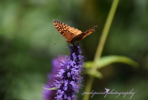 Butterfly weed