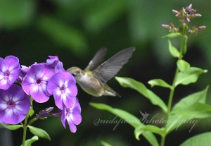 fb Hummer phlox